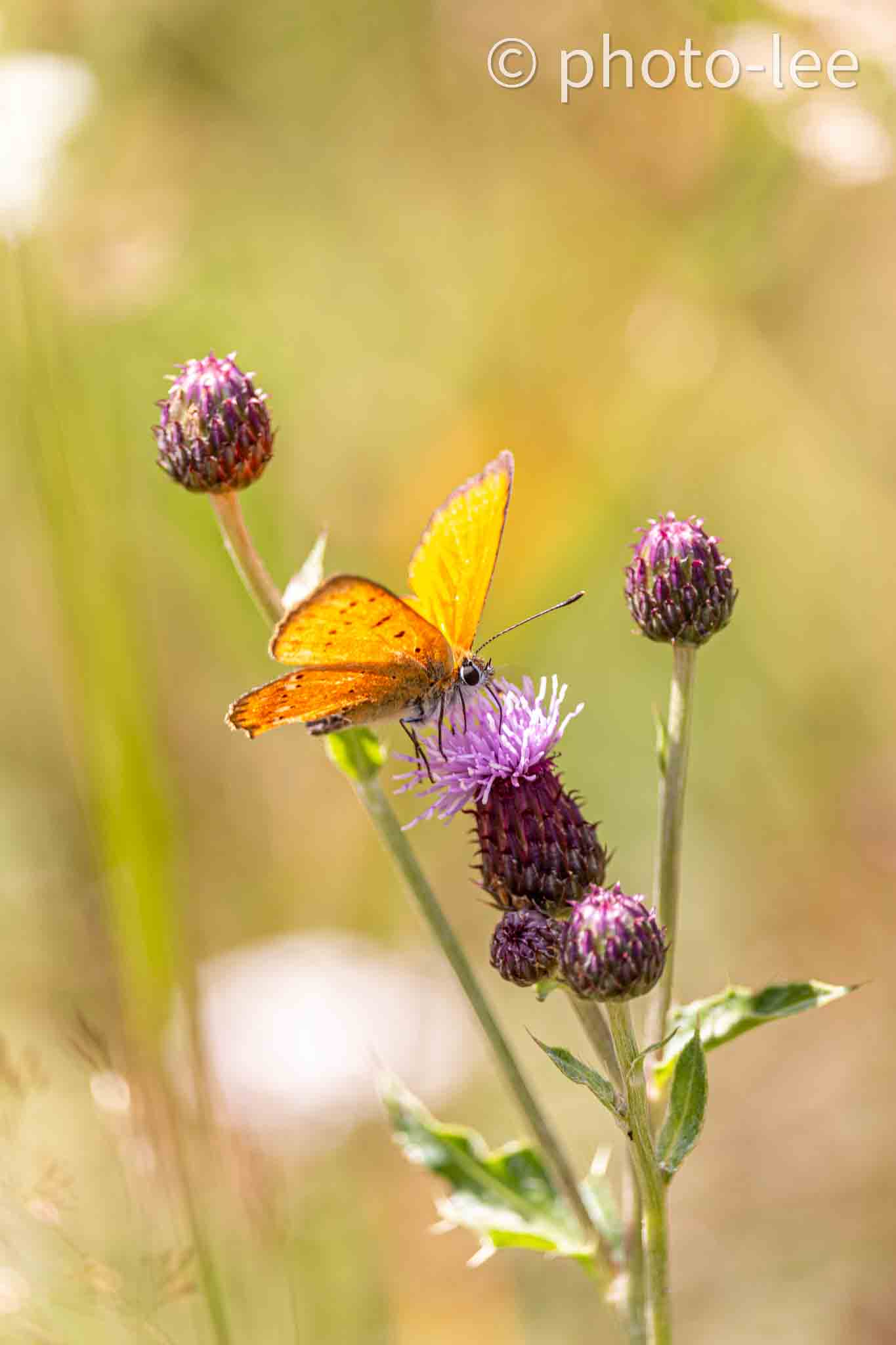 Auf einer lilalen Blüte saugt ein kleiner gelber Schmetterling Nektar